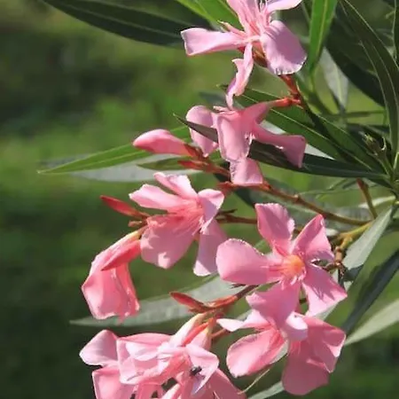 Holiday home Domaine Sarromas *