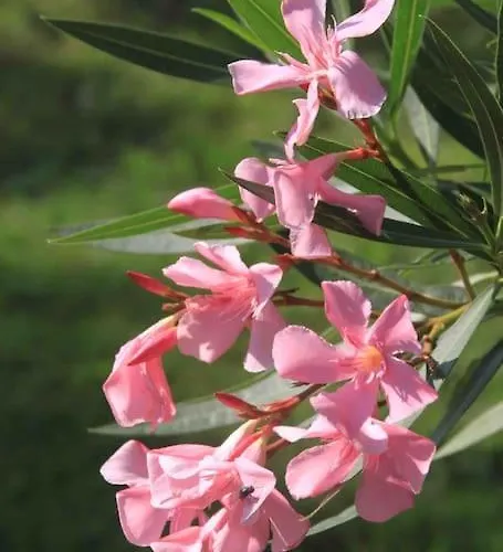 Σπίτι διακοπών Domaine Sarromas *